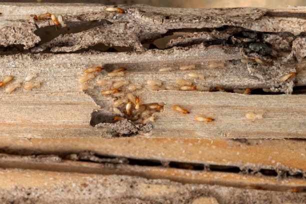 Best Bird Control  in Santa Clarita, CA