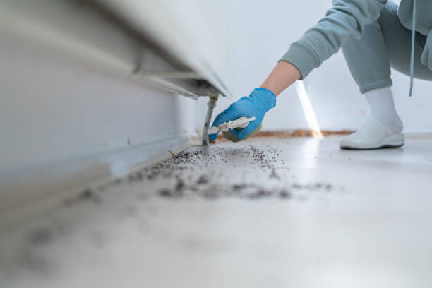 Best Cockroach Control Services  in Santa Clarita, CA